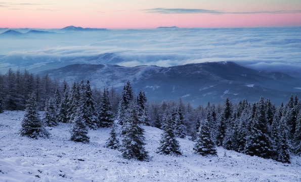 vitosha-konyarnika